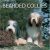 Bearded Collies- (2009)