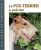 LE FOX TERRIER