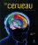 Le Cerveau – A la conquête des hémisphères