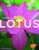 Lotus – Les connaître et les réussir sous nos climats